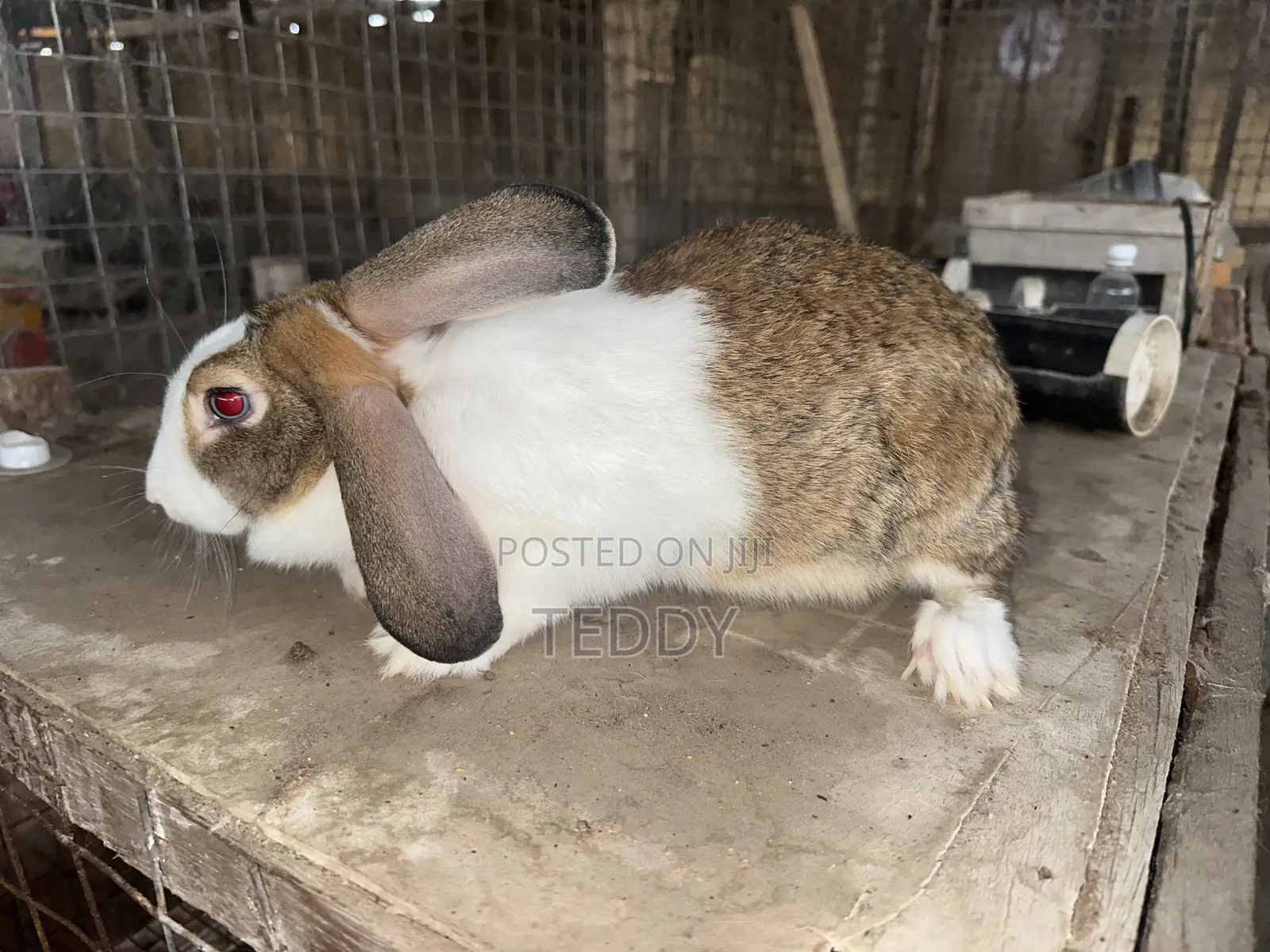 3kg Live Rabbits Available For Sale
