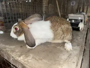 3kg Live Rabbits Available For Sale