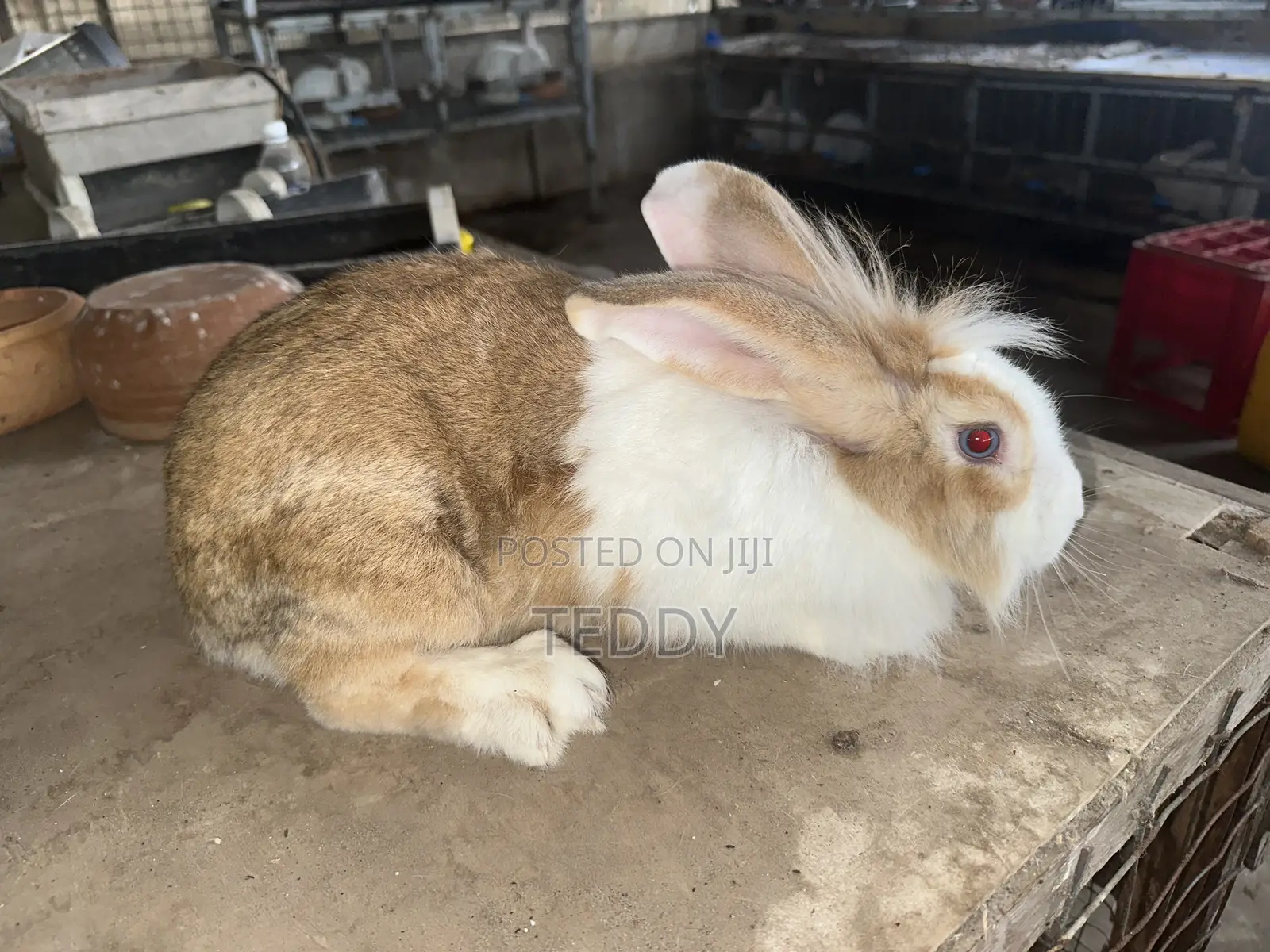 3kg Live Rabbits Available For Sale
