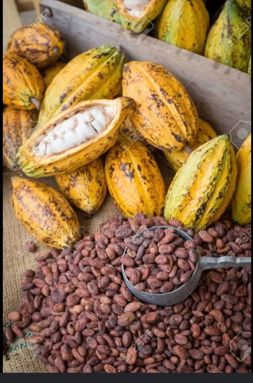 Black Pod Cocoa Bean Available