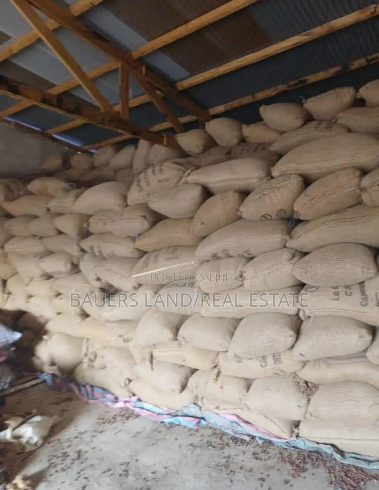 Black Pod Cocoa Bean Available