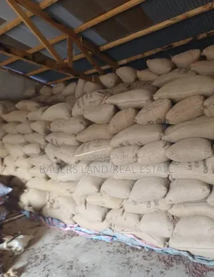 Black Pod Cocoa Bean Available