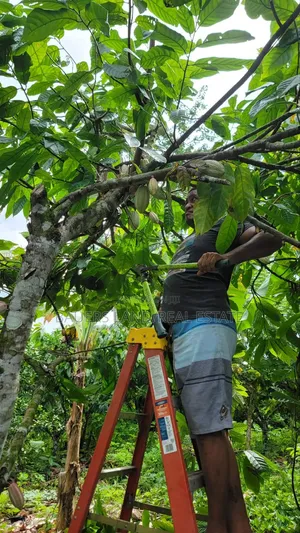 Black Pod Cocoa Bean Available
