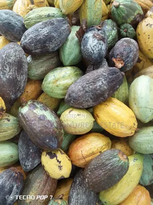Black Pod Cocoa Bean Available