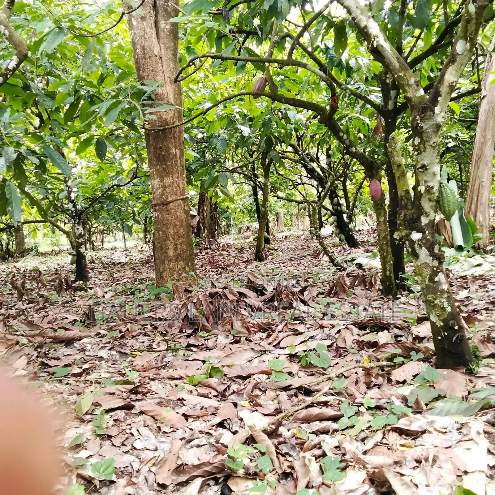 Black Pod Cocoa Bean Available