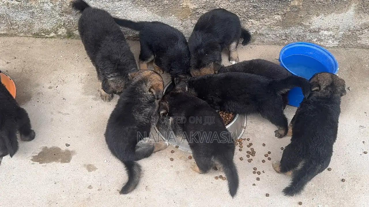 1-3 months Female Purebred German Shepherd