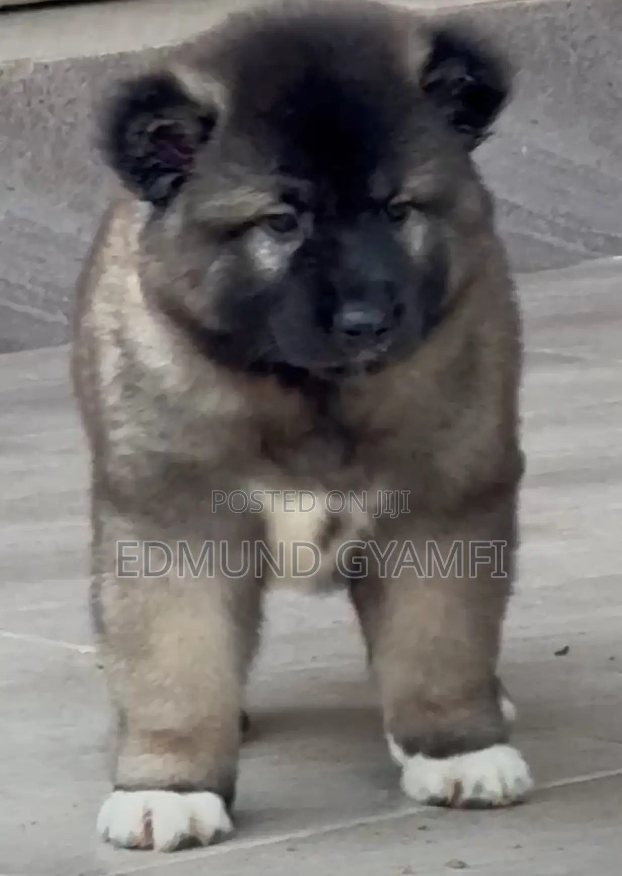 1-3 months Male Purebred Caucasian Shepherd