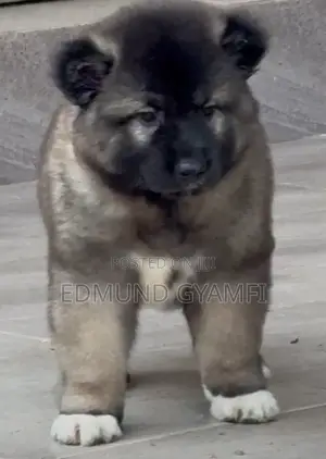 1-3 months Male Purebred Caucasian Shepherd