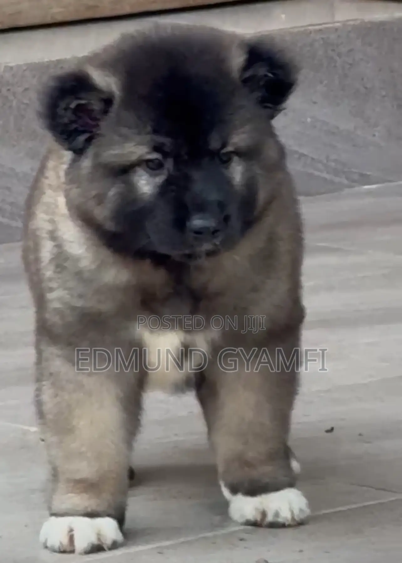 1-3 months Male Purebred Caucasian Shepherd