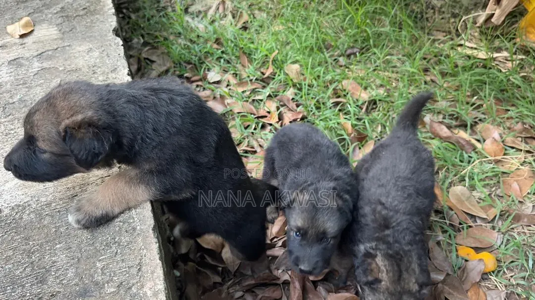 1-3 months Female Purebred German Shepherd