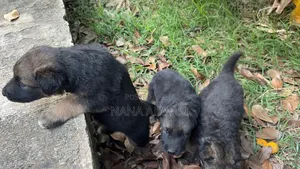 1-3 months Female Purebred German Shepherd