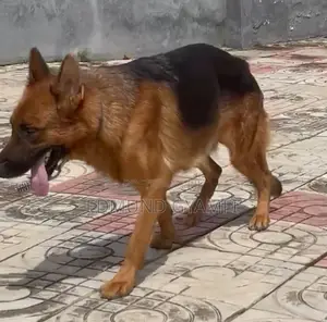 6-12 months Male Purebred German Shepherd