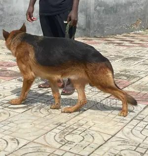 6-12 months Male Purebred German Shepherd