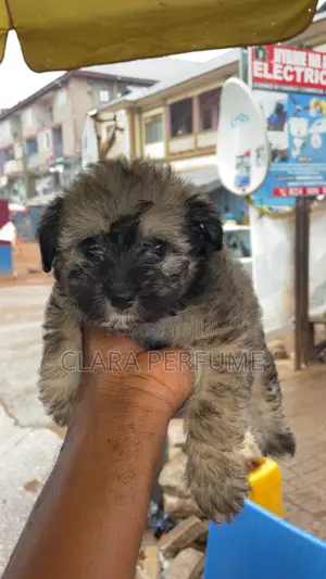 1-3 months Female Purebred Poodle