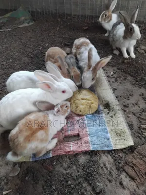 Rabbits for Sale