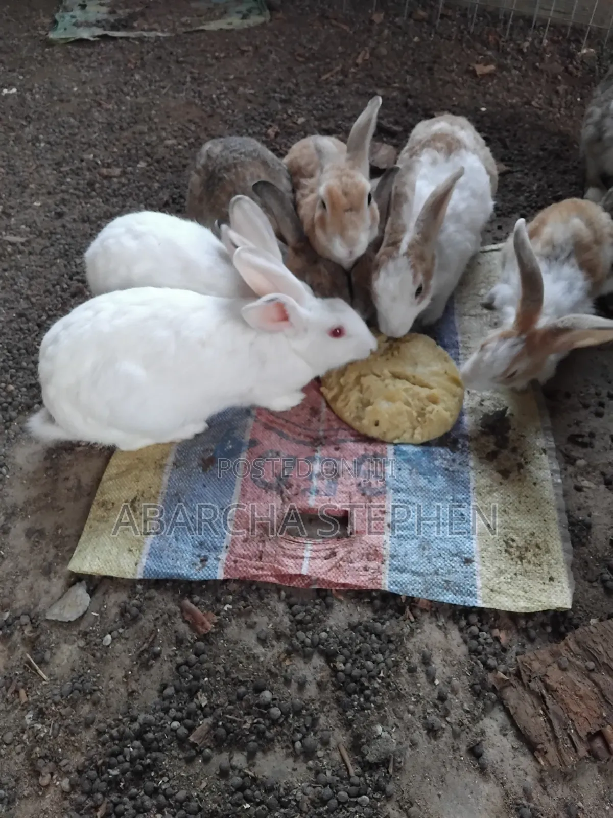 Rabbits for Sale