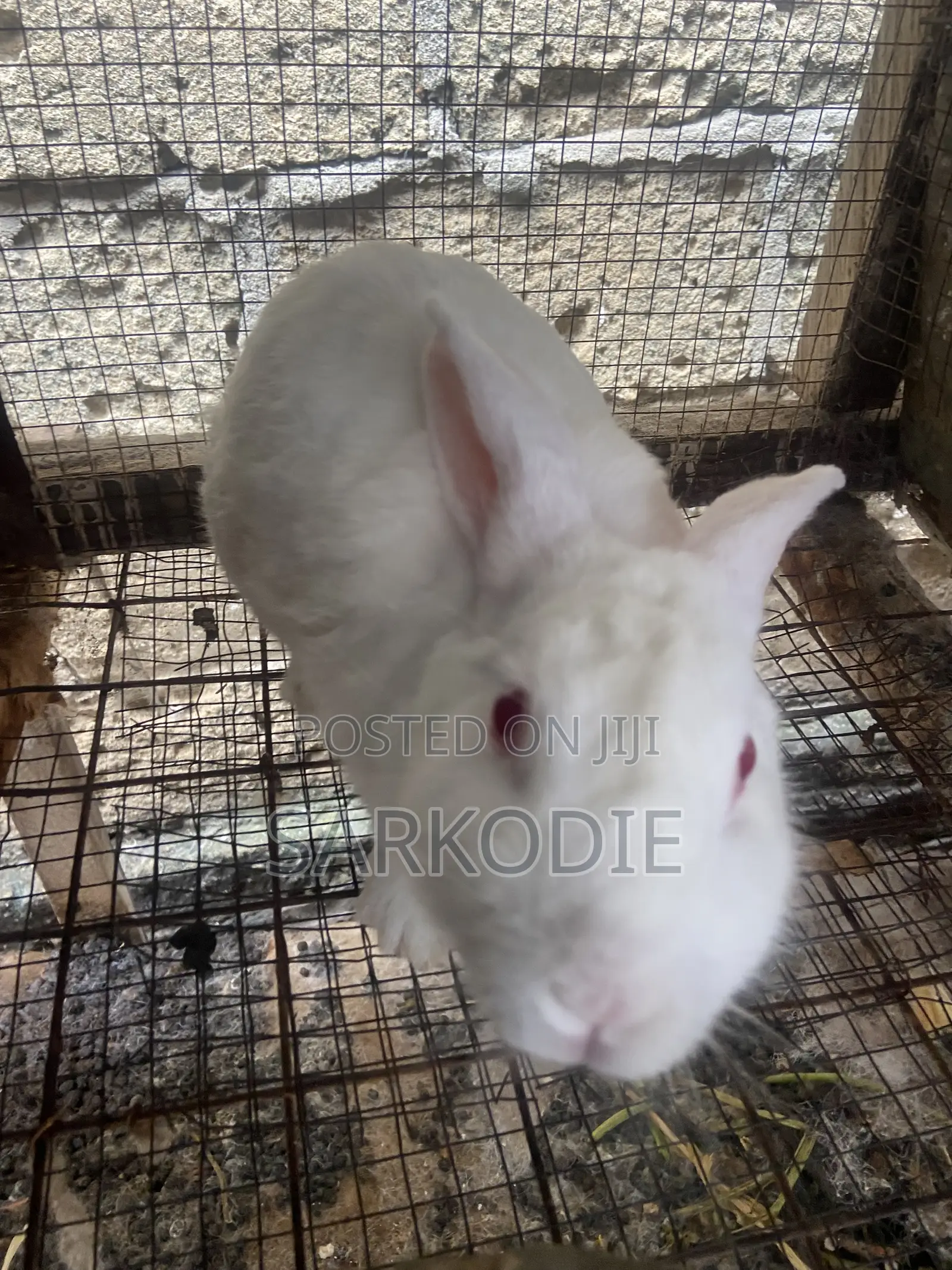 Home of Rabbit