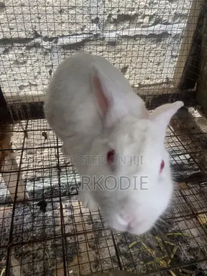 Home of Rabbit