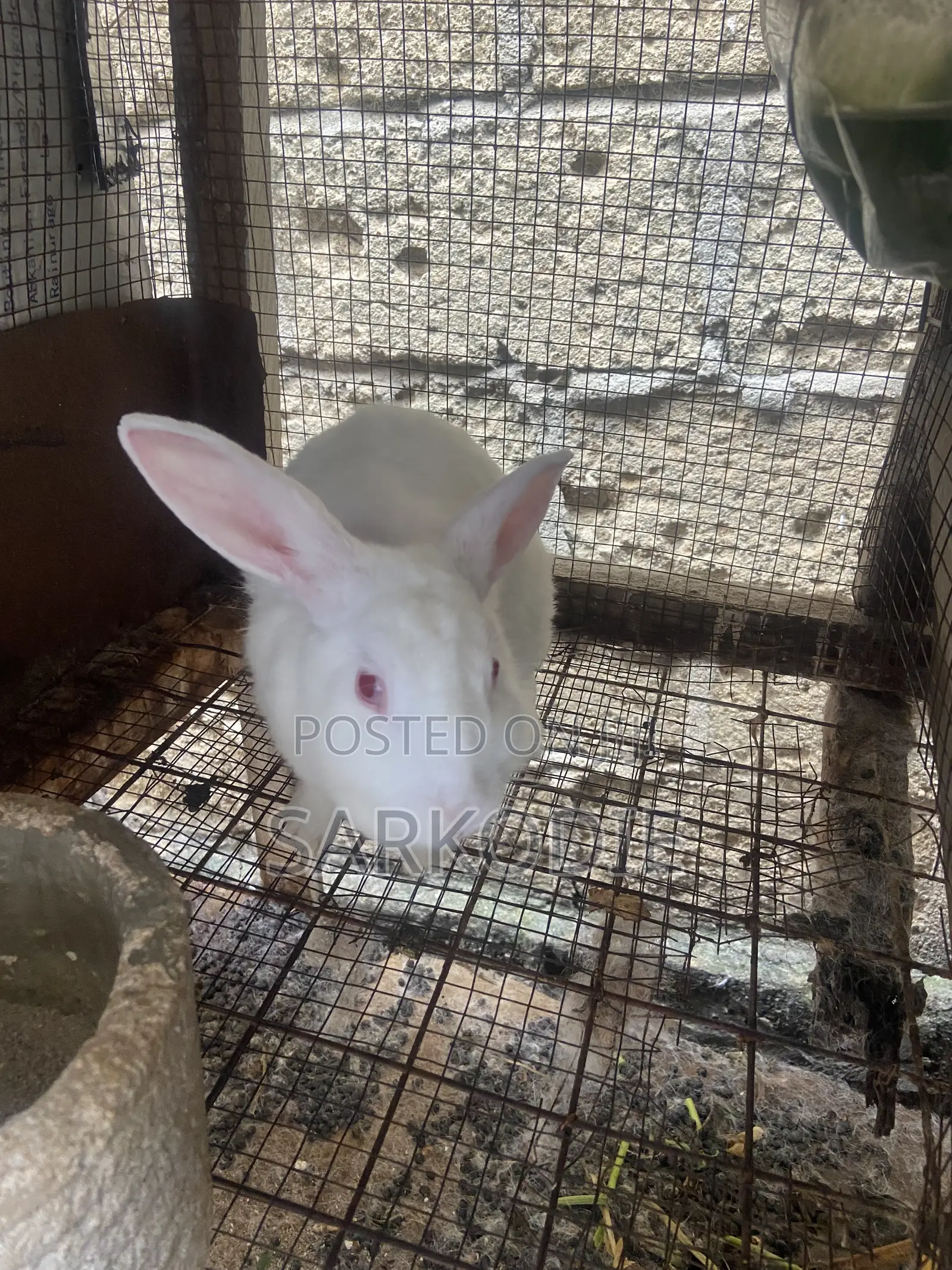 Home of Rabbit
