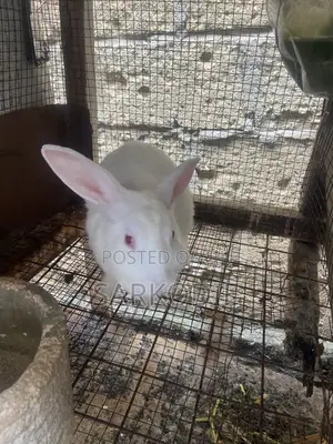 Home of Rabbit
