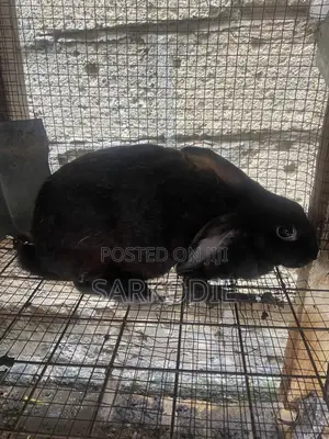 Home of Rabbit