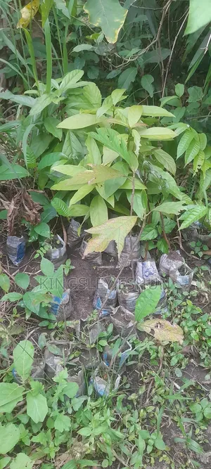 Avocado Seedlings