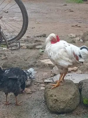 Local Chicken