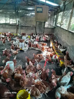 Spent Layers for Sale/ Chicken
