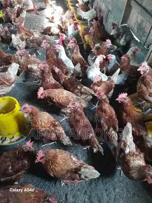 Spent Layers for Sale/ Chicken