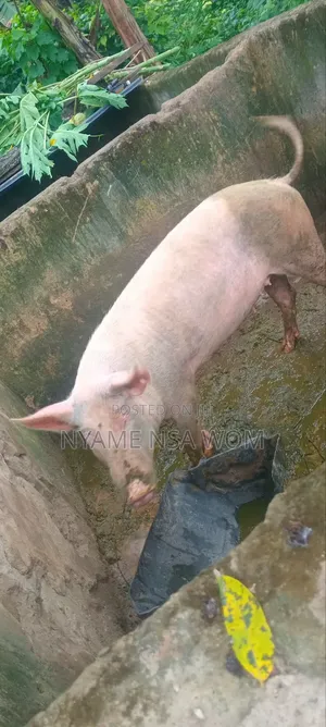Big Pig 1and 2 Piglets for Sale