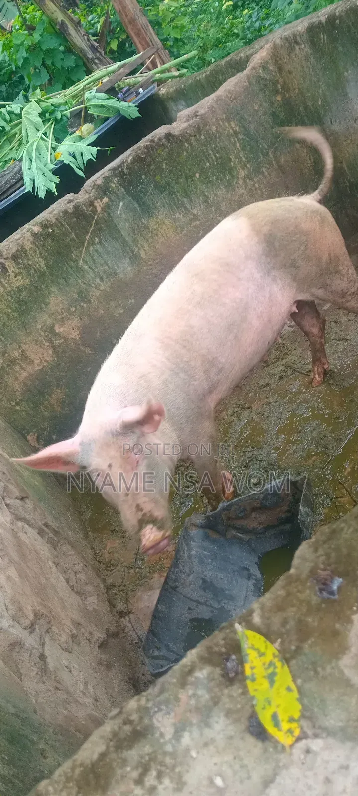 Big Pig 1and 2 Piglets for Sale