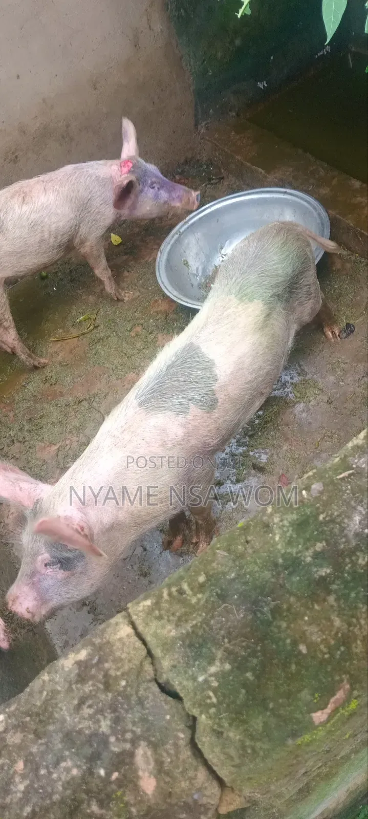 Big Pig 1and 2 Piglets for Sale