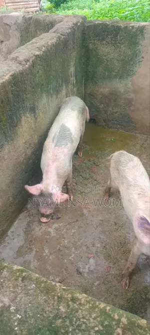 Big Pig 1and 2 Piglets for Sale