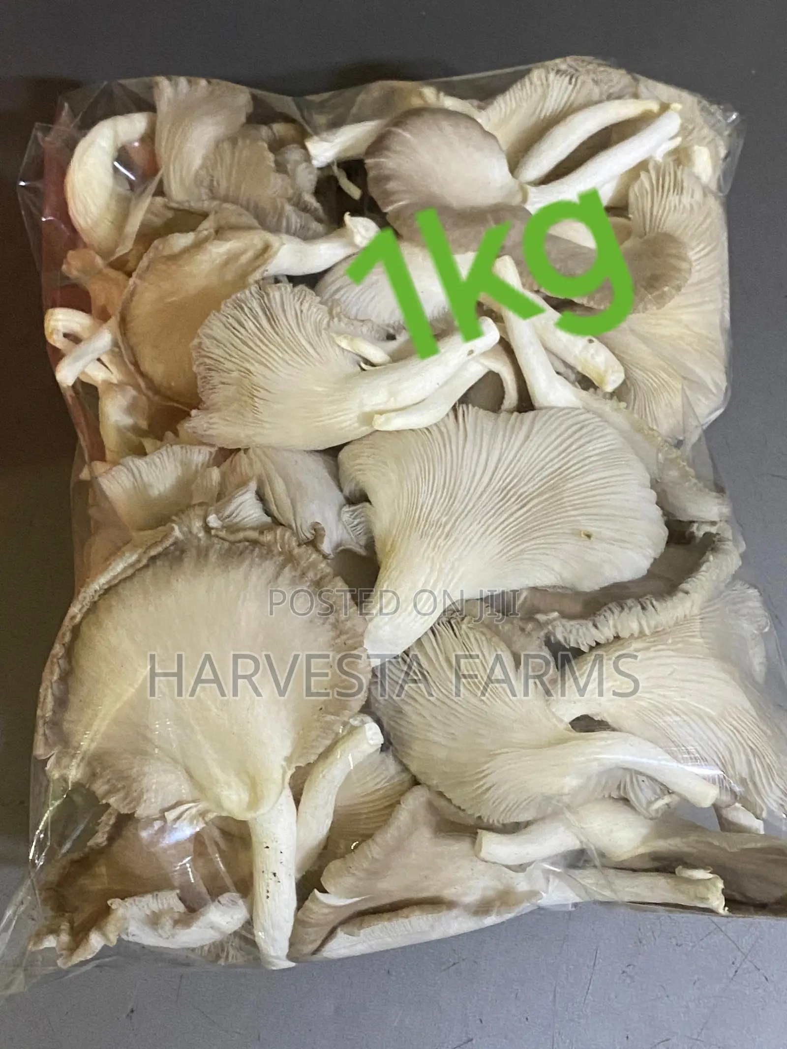 Fresh Oyster Mushrooms
