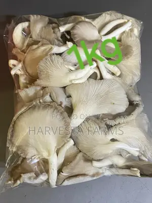 Fresh Oyster Mushrooms