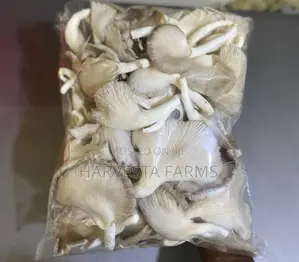 Fresh Oyster Mushrooms