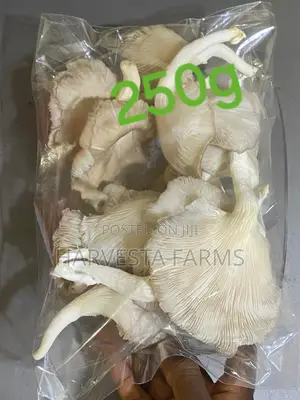 Fresh Oyster Mushrooms