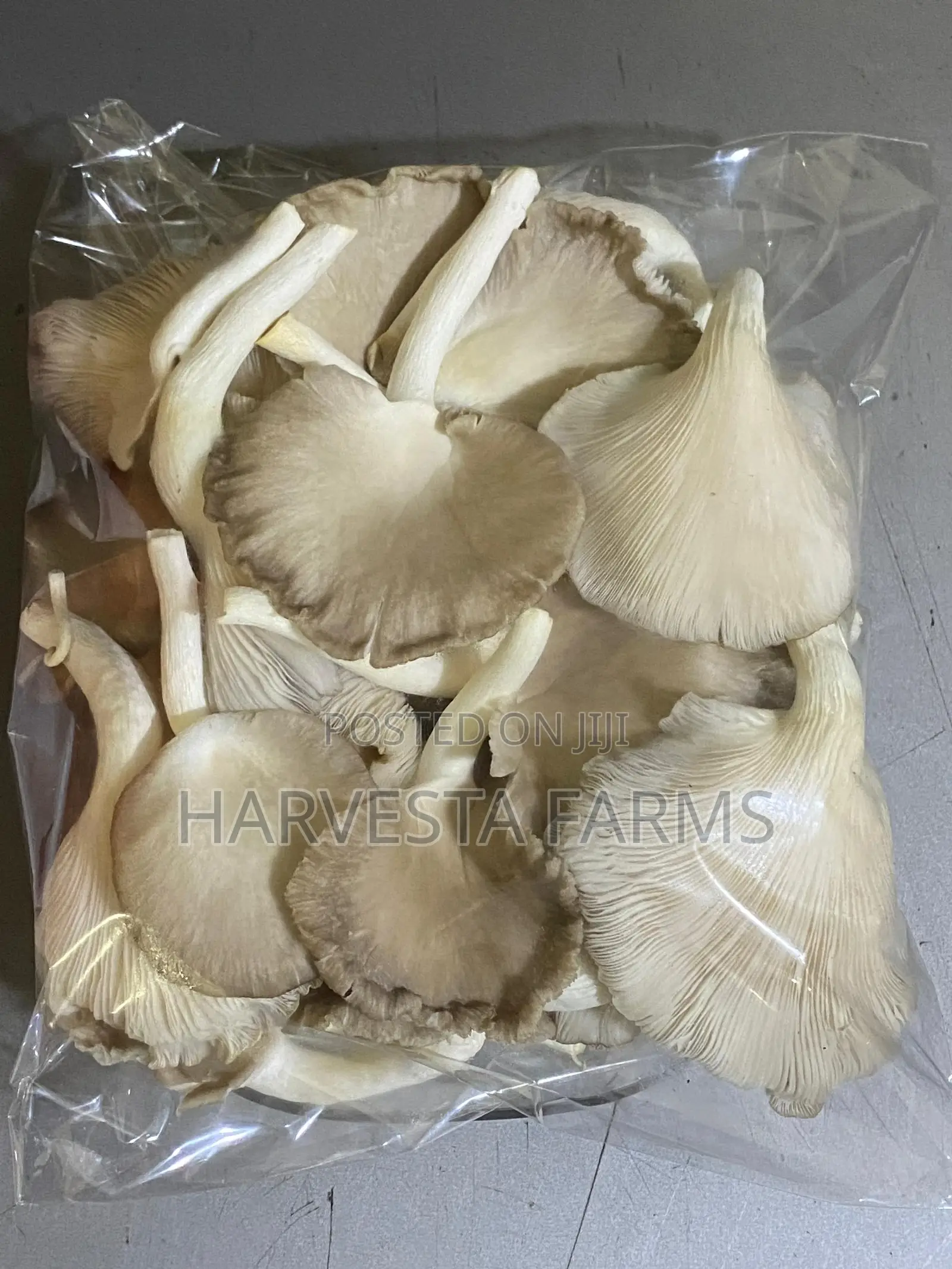 Fresh Oyster Mushrooms
