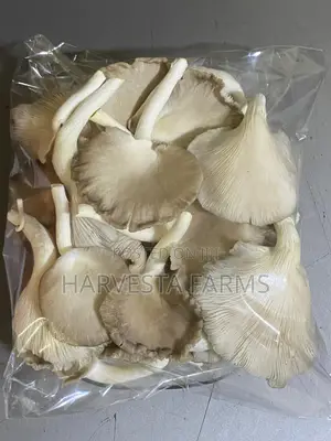 Fresh Oyster Mushrooms