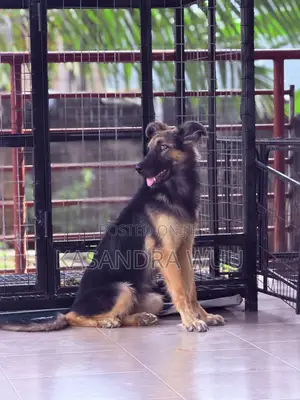 3-6 months Female Purebred German Shepherd