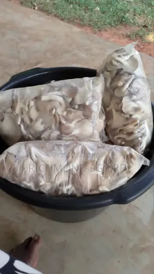 Dry and Fresh Oyster Mushroom
