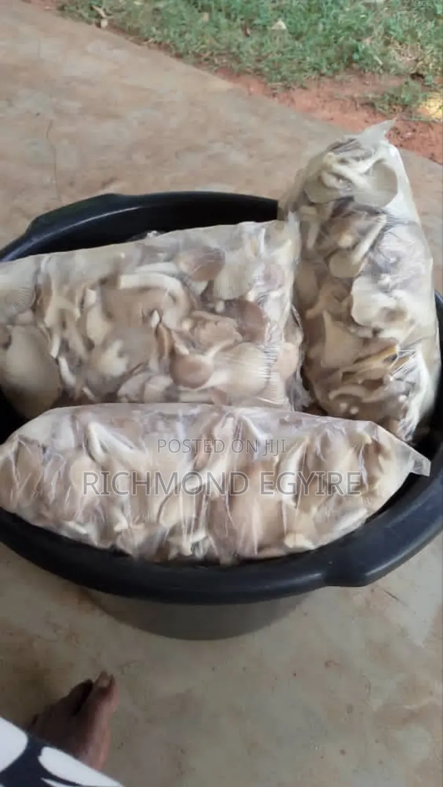 Dry and Fresh Oyster Mushroom