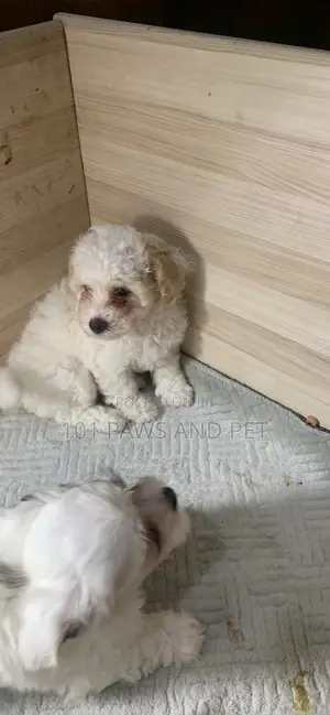 1-3 months Female Purebred Poodle