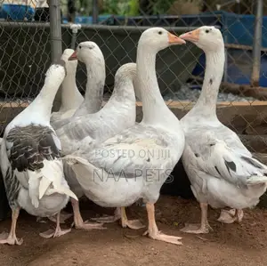 Bean Geese