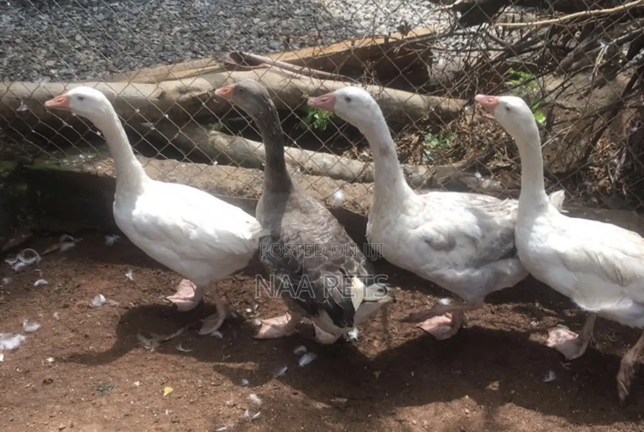 Bean Geese
