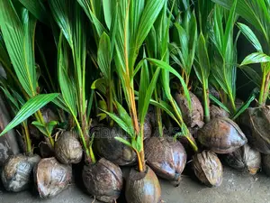 Agricultural Seedlings(Coconut)