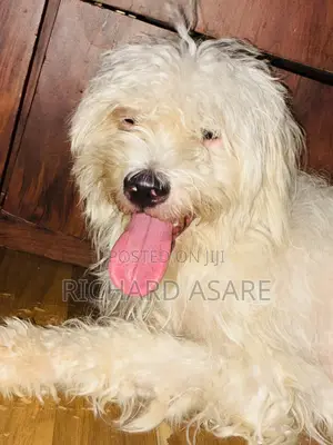 6-12 months Female Purebred Poodle