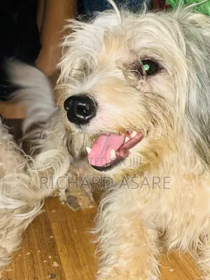 6-12 months Male Purebred Poodle