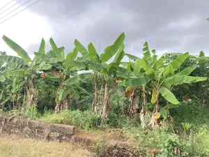 One Plot for Sale at Daban.