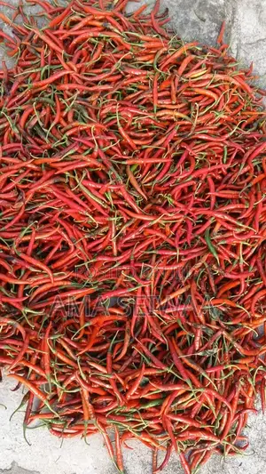 Fresh Chilly Pepper